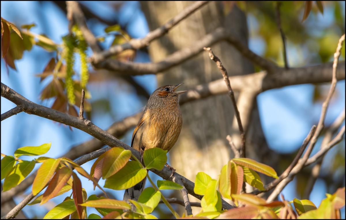 Streaked Laughingthrush - Parth Joshi