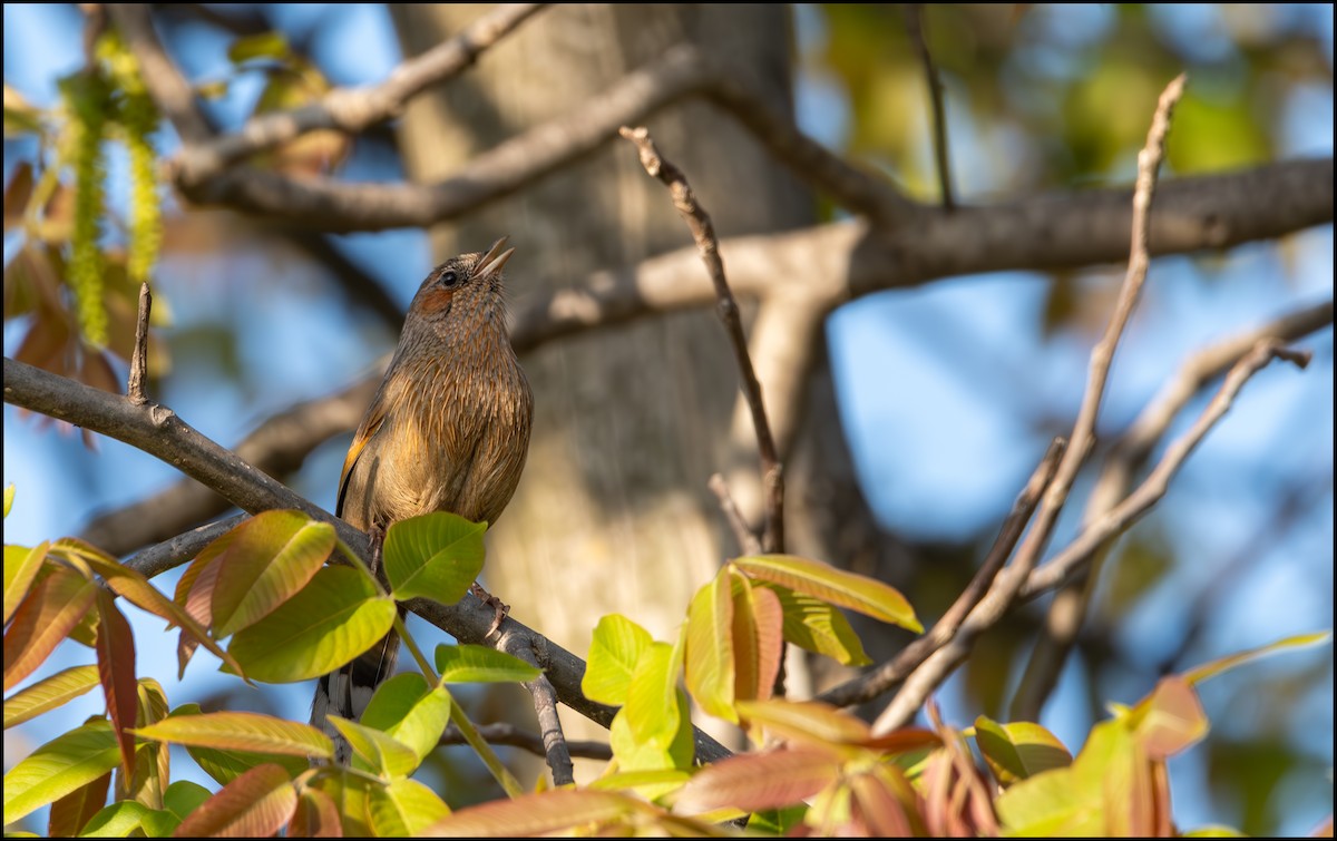 Streaked Laughingthrush - Parth Joshi