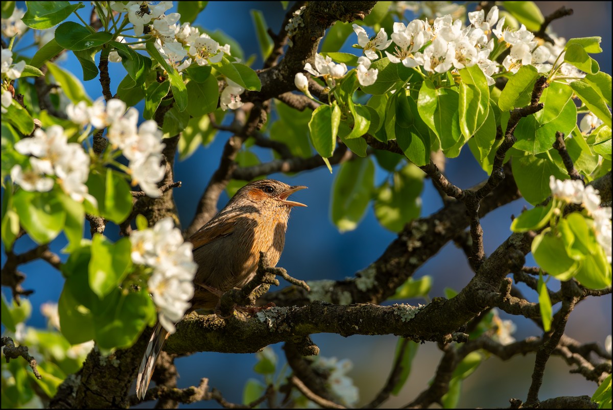 Streaked Laughingthrush - Parth Joshi