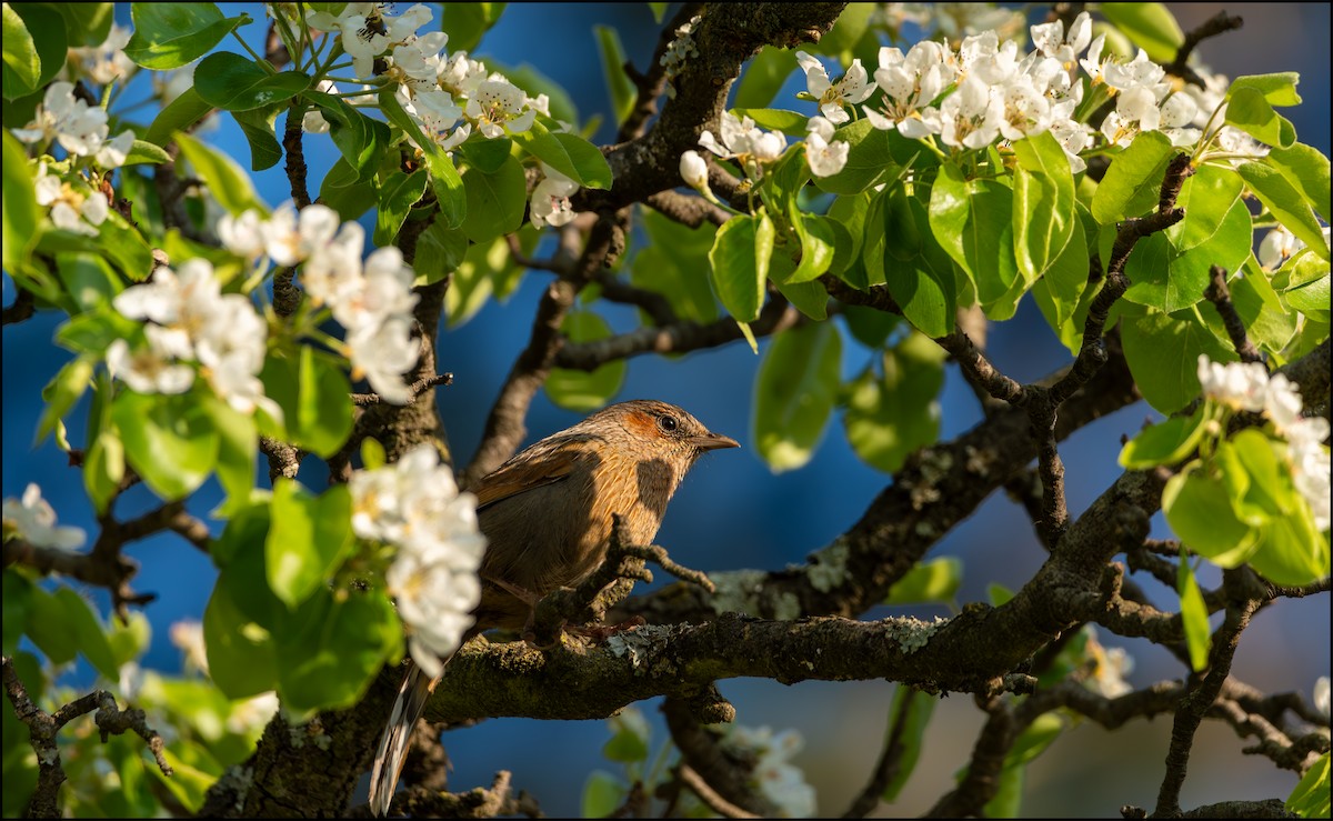 Streaked Laughingthrush - Parth Joshi