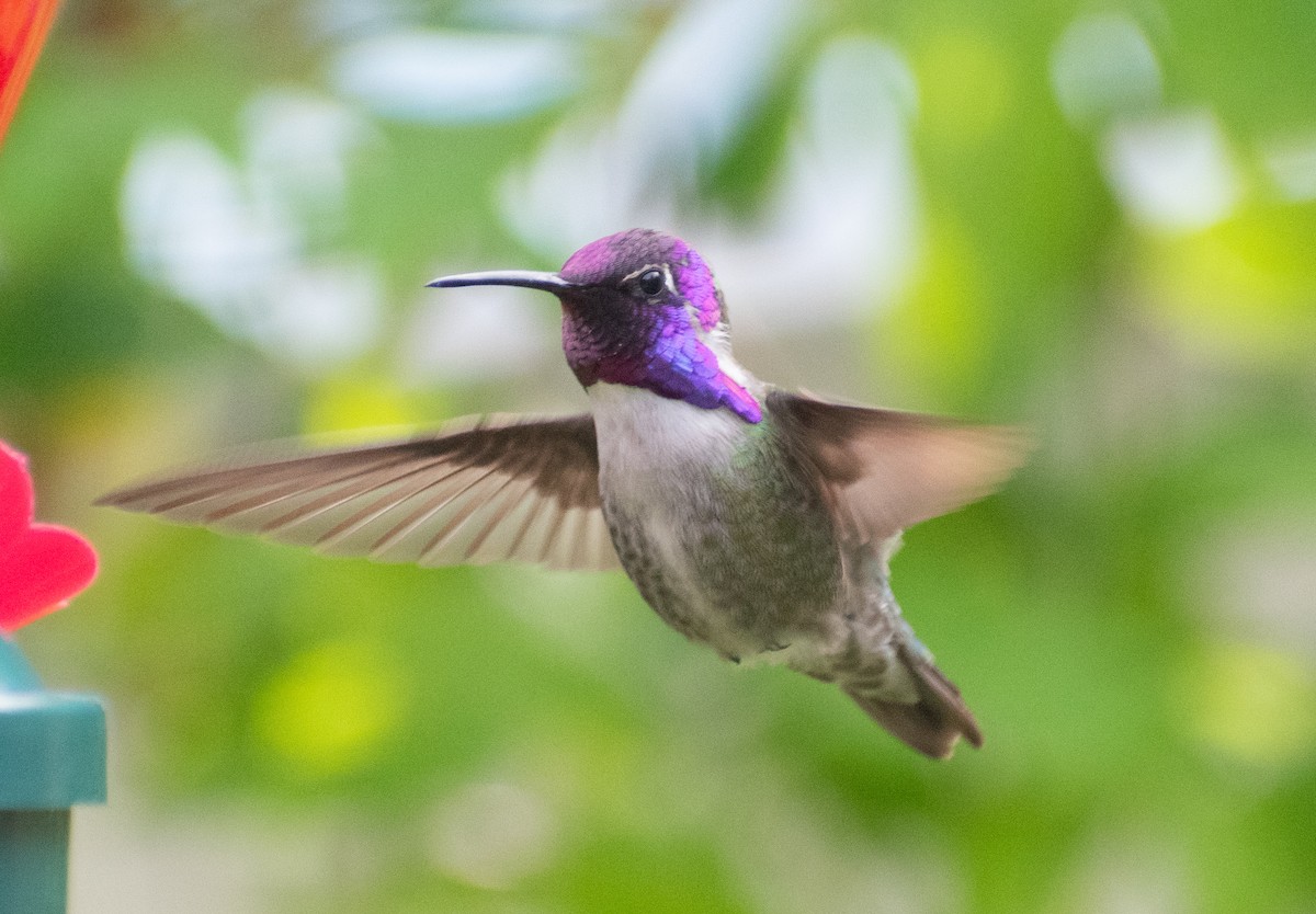 Costa's Hummingbird - Carter Strope
