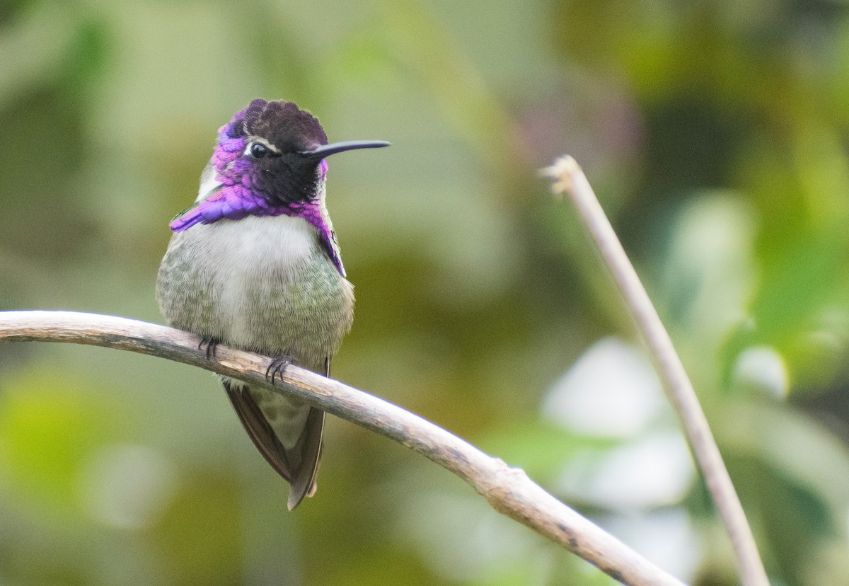 Costa's Hummingbird - ML619232654