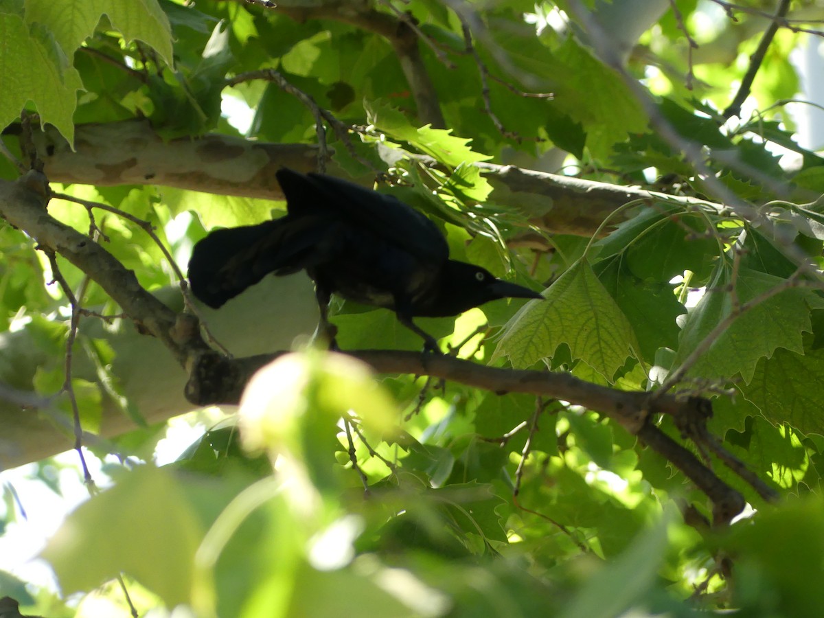 Great-tailed Grackle - Rebecca Merrill