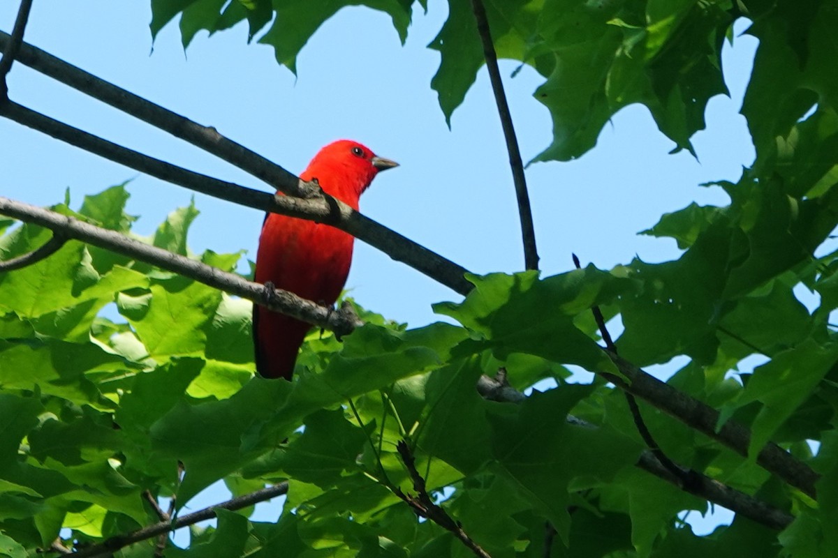 Scarlet Tanager - ML619232663