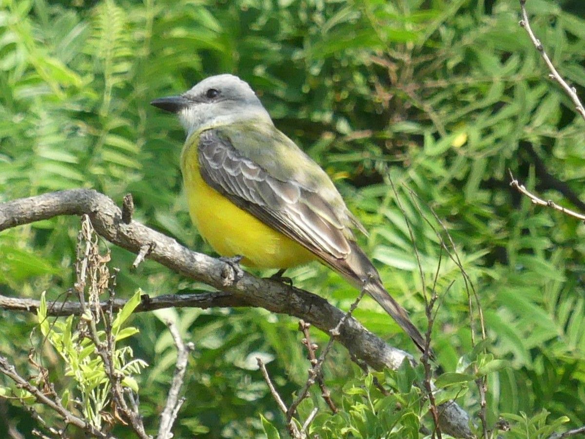 Couch's Kingbird - ML619232669