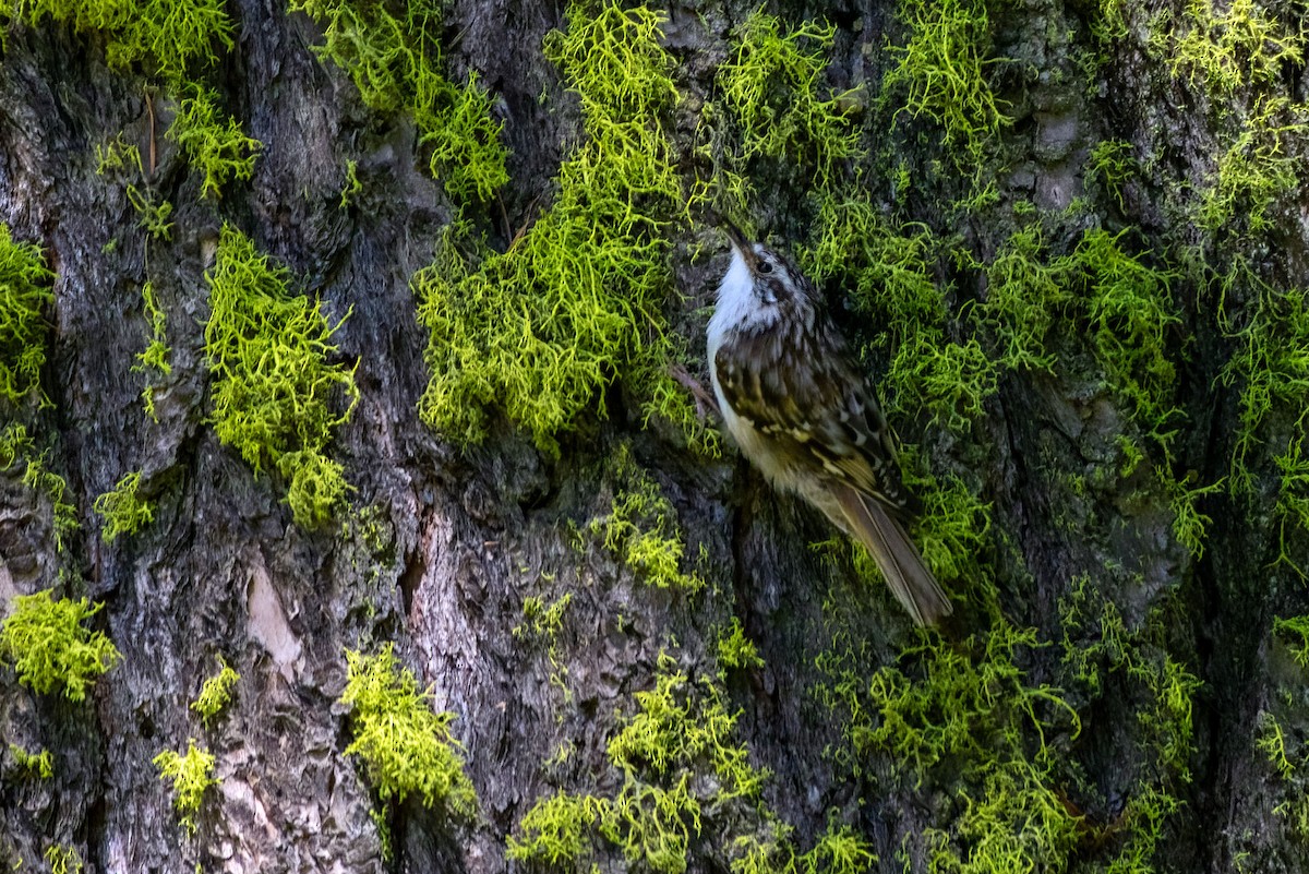 Brown Creeper - ML619232671