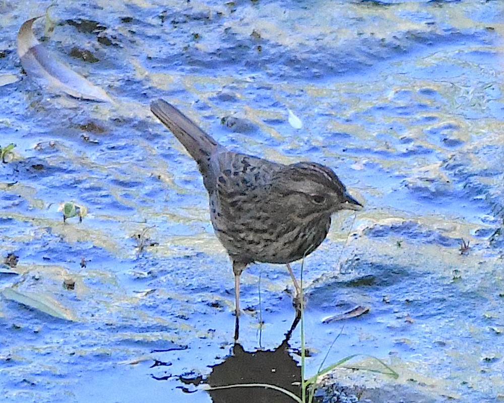 Lincoln's Sparrow - ML619232674