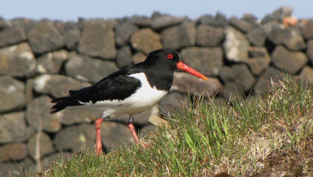 Eurasian Oystercatcher - ML619232687