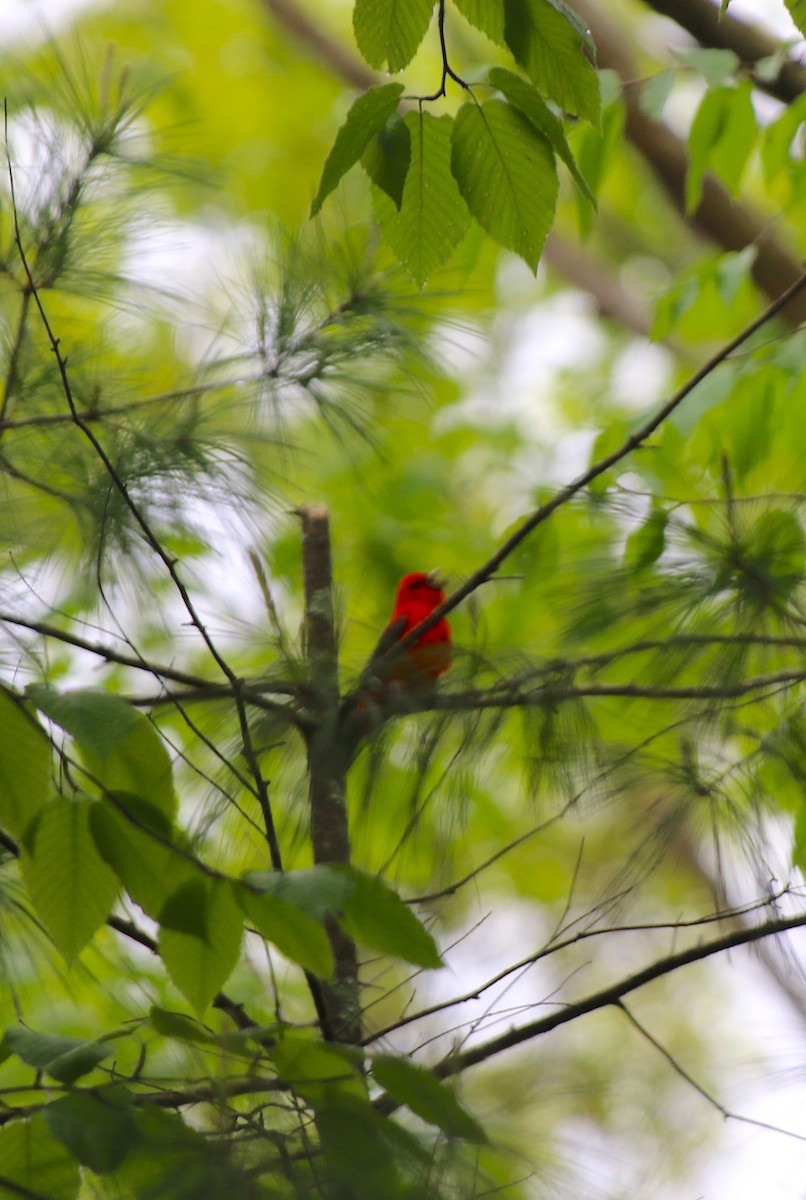 Scarlet Tanager - Cynthia Conturie