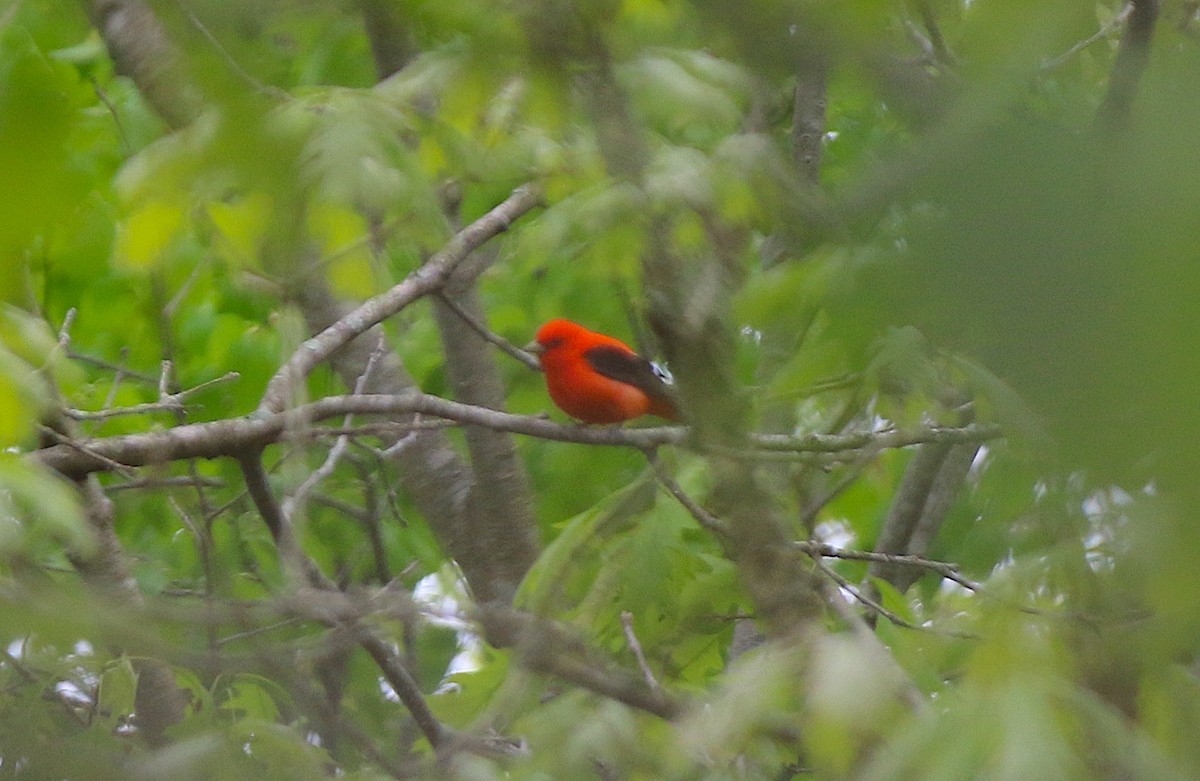 Scarlet Tanager - Cynthia Conturie