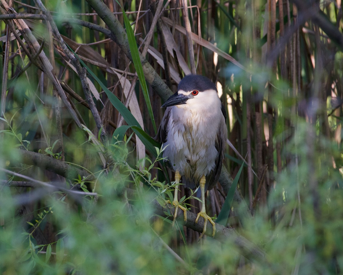 Black-crowned Night Heron - Anonymous
