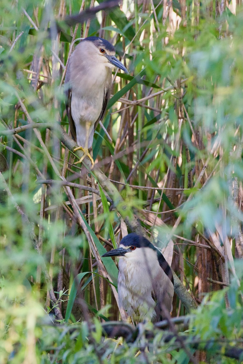 Black-crowned Night Heron - Anonymous