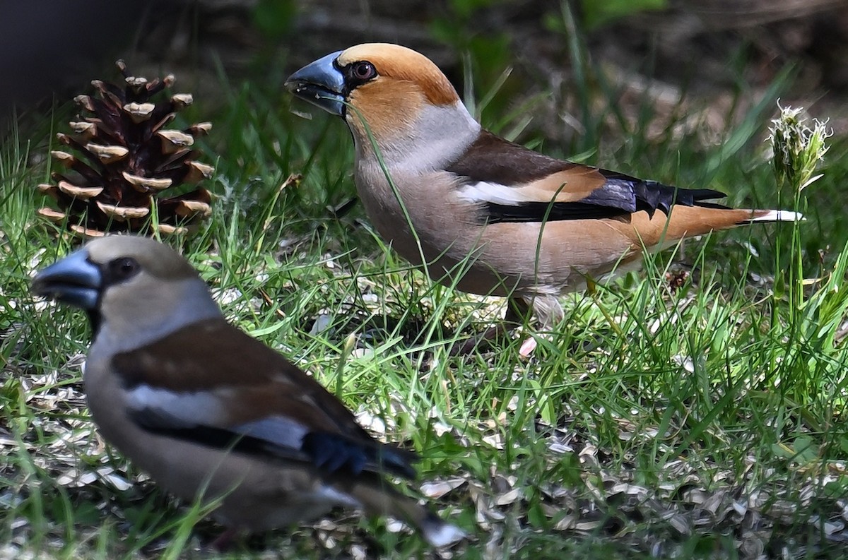 Hawfinch - Ornulf Asker