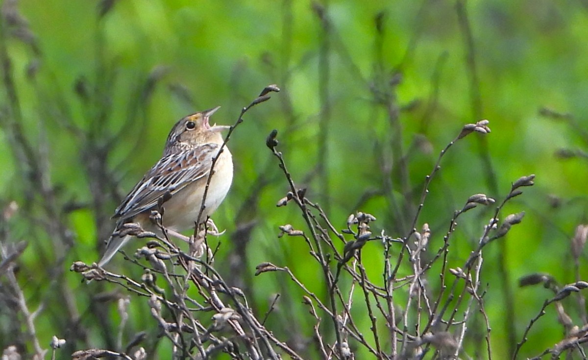 Grasshopper Sparrow - Philip Kyle