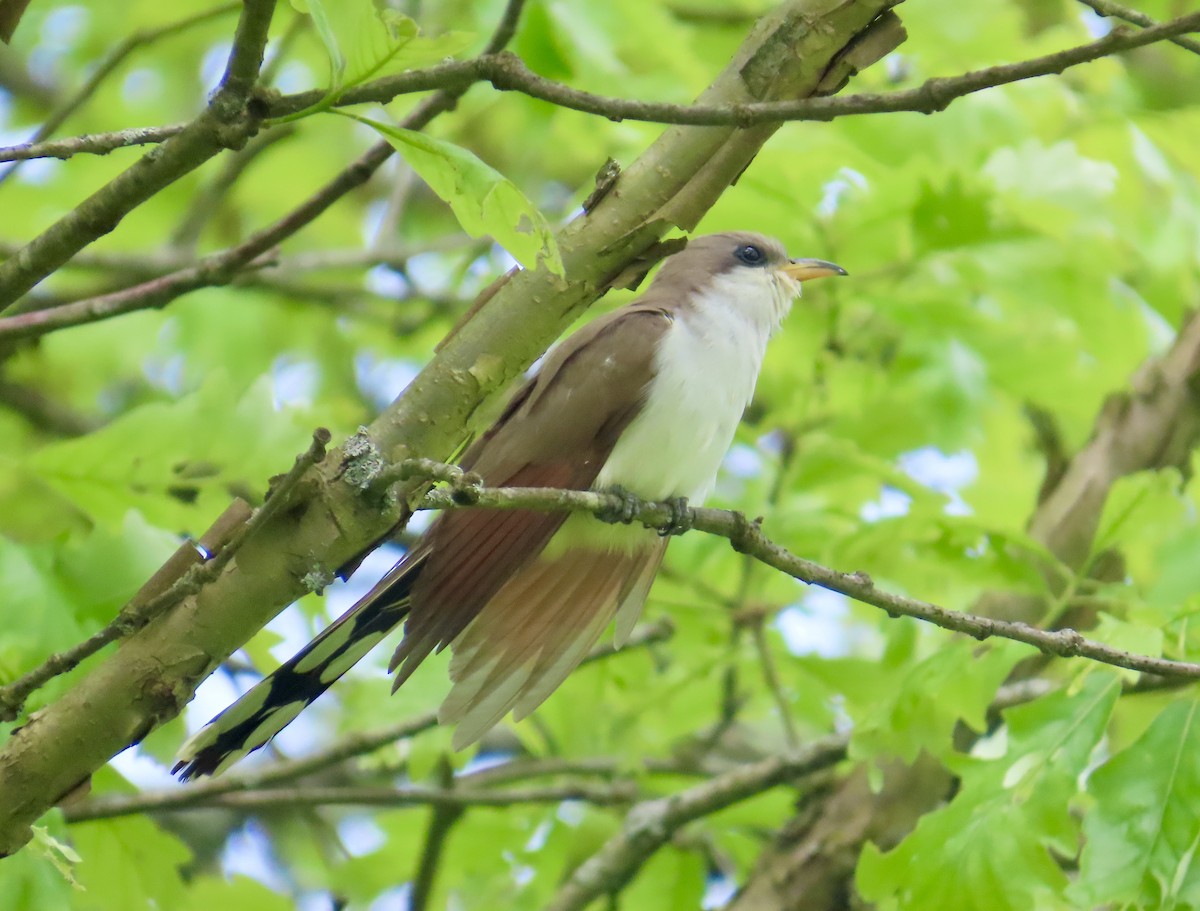 Yellow-billed Cuckoo - Larry Trachtenberg