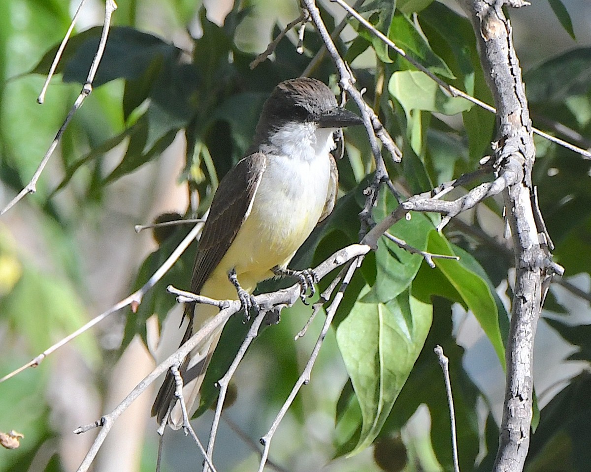Thick-billed Kingbird - Ted Wolff