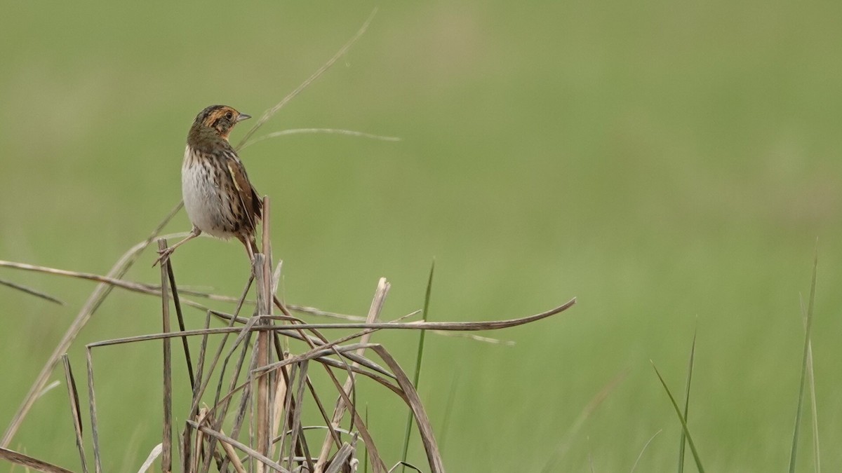 Saltmarsh Sparrow - leo wexler-mann