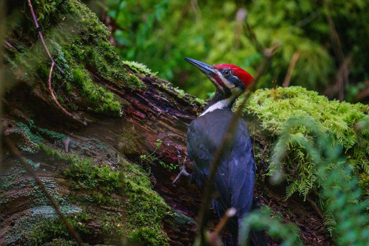 Pileated Woodpecker - Peter Lypkie