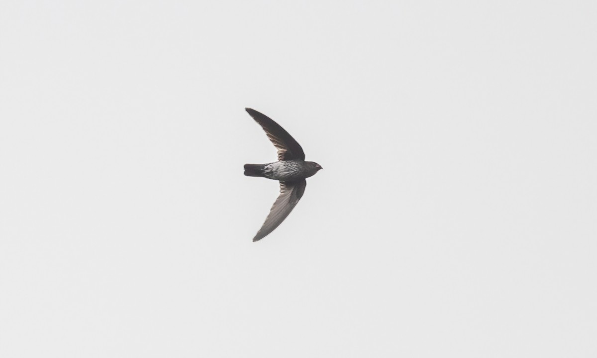 Gray-rumped Swiftlet - Paul Fenwick