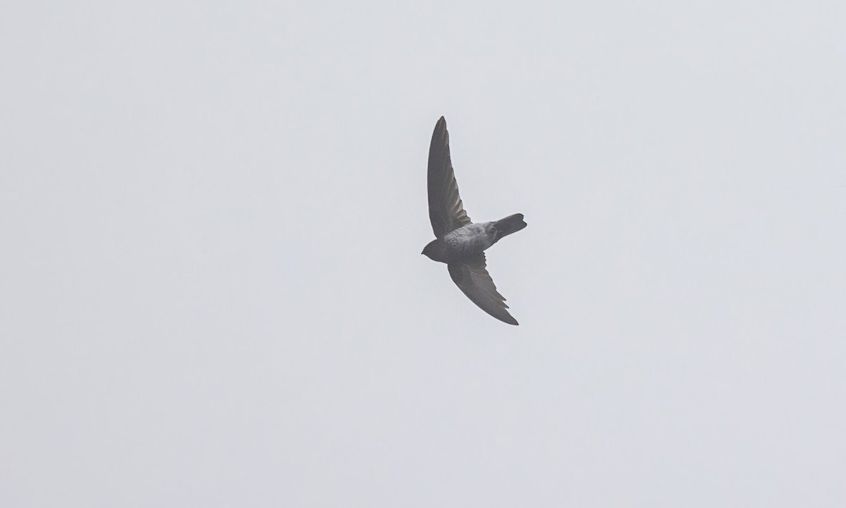 Gray-rumped Swiftlet - ML619232751