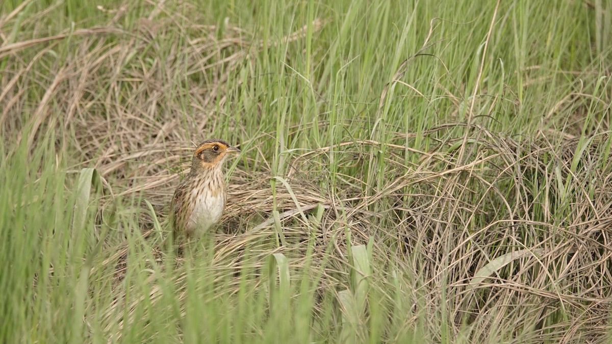 Saltmarsh Sparrow - ML619232757