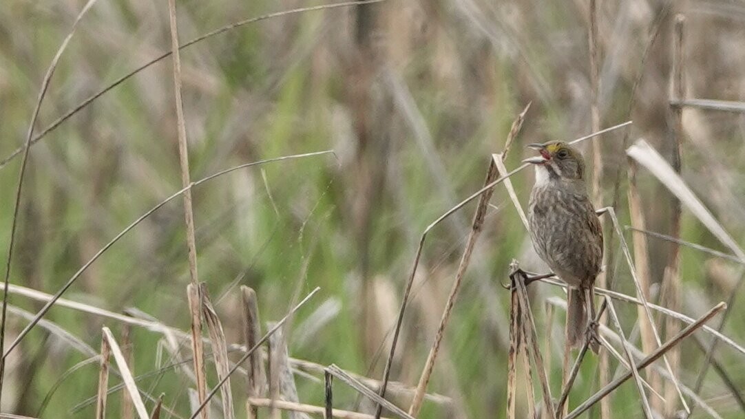 Seaside Sparrow - leo wexler-mann