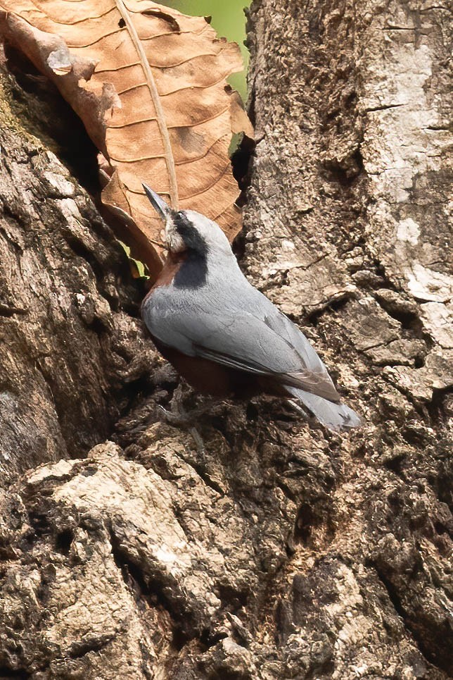 Indian Nuthatch - Neeraja V