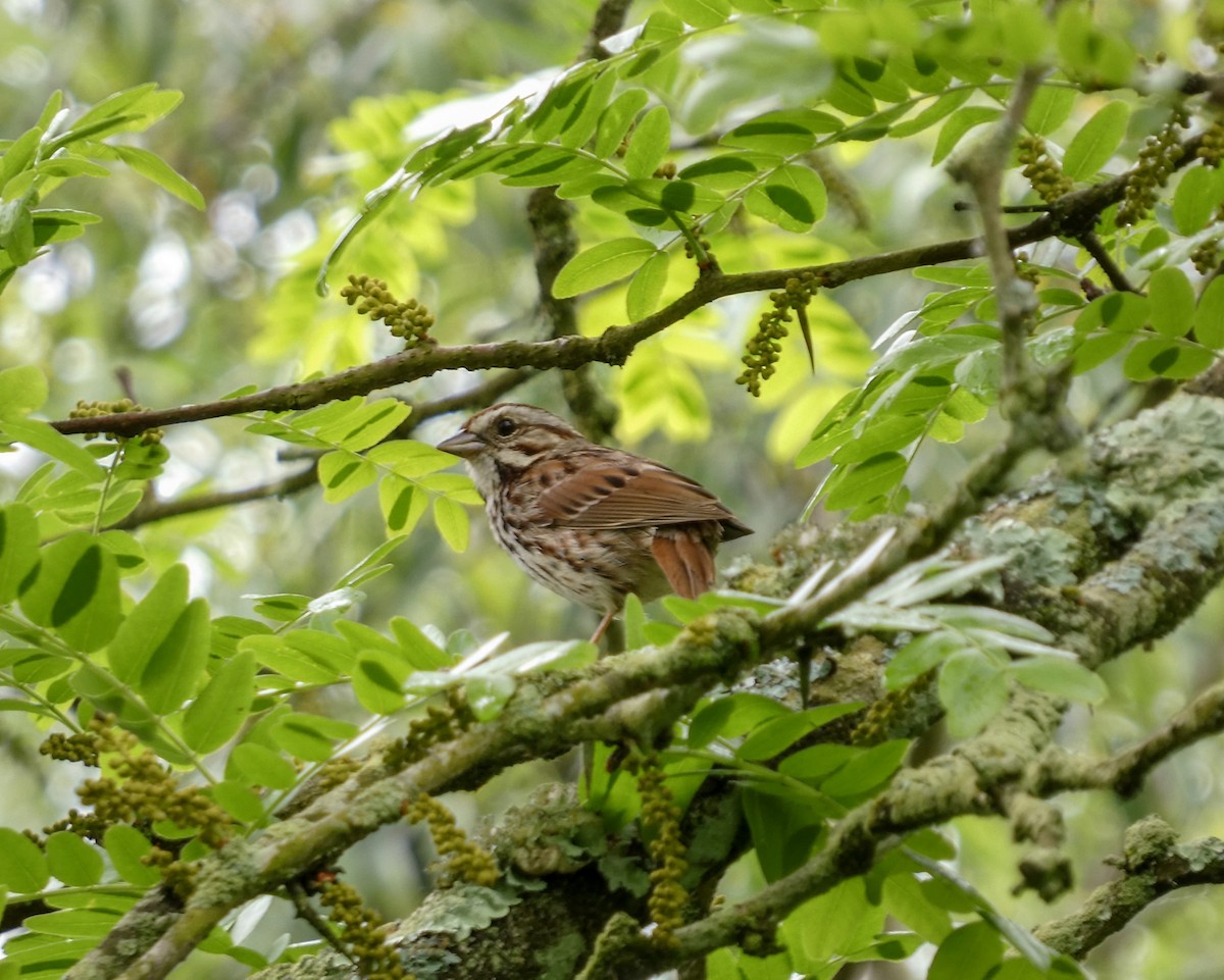 Song Sparrow - ML619232796