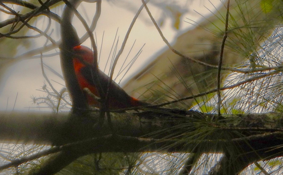 Scarlet Tanager - Philip Kyle