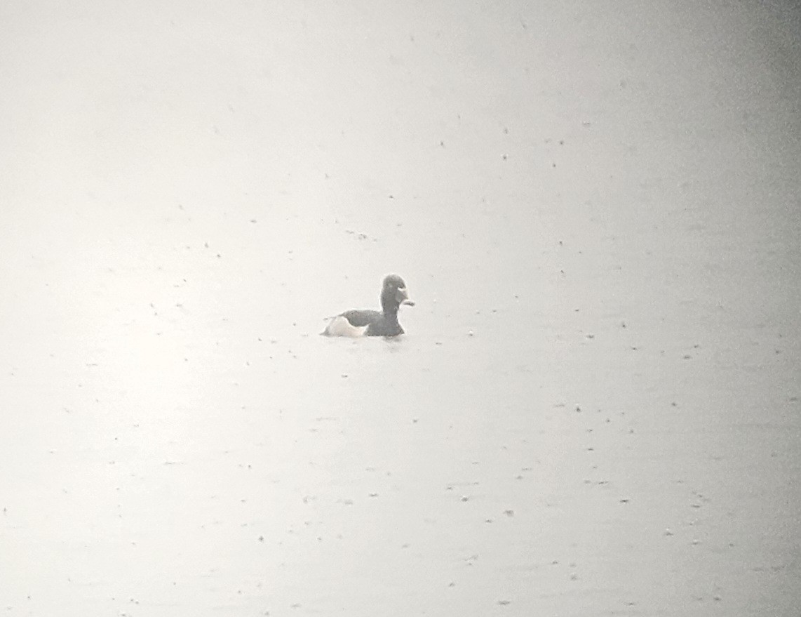 Ring-necked Duck - Sean McCandless