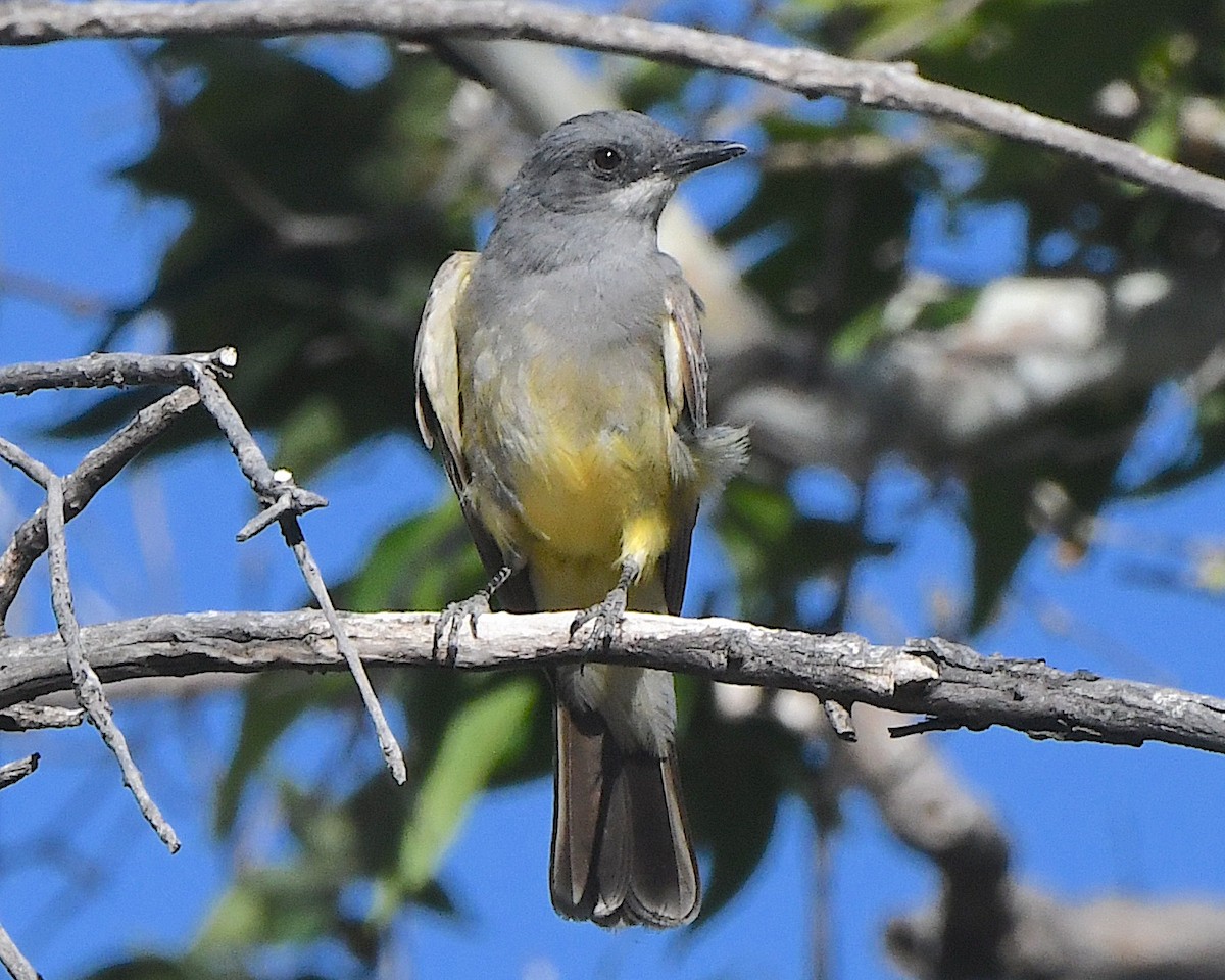 Cassin's Kingbird - Ted Wolff