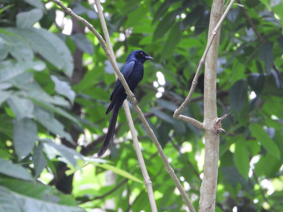 Black Drongo - Chaiti Banerjee