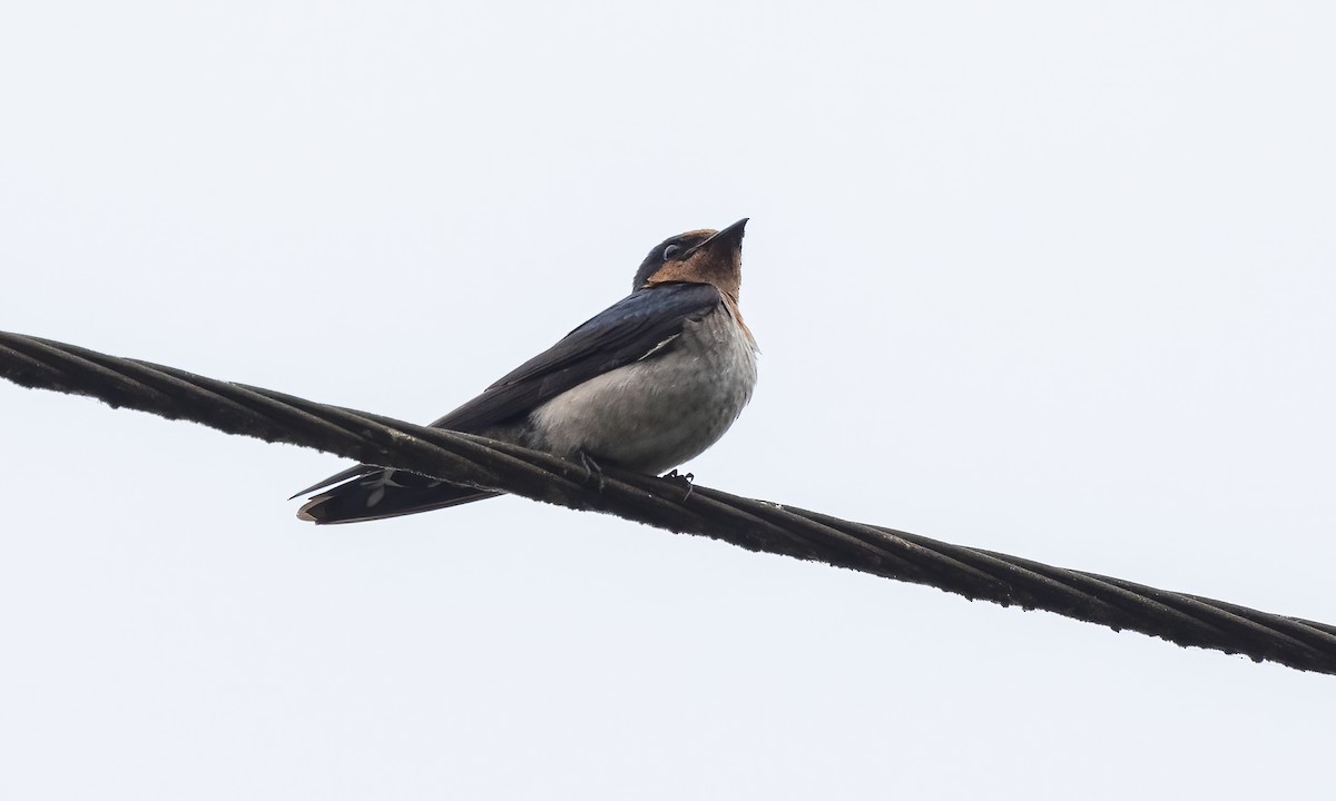 Pacific Swallow - Paul Fenwick