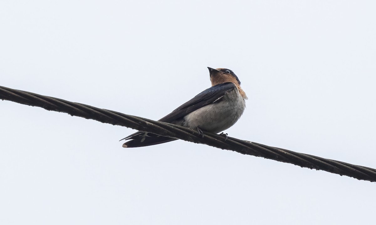 Pacific Swallow - Paul Fenwick