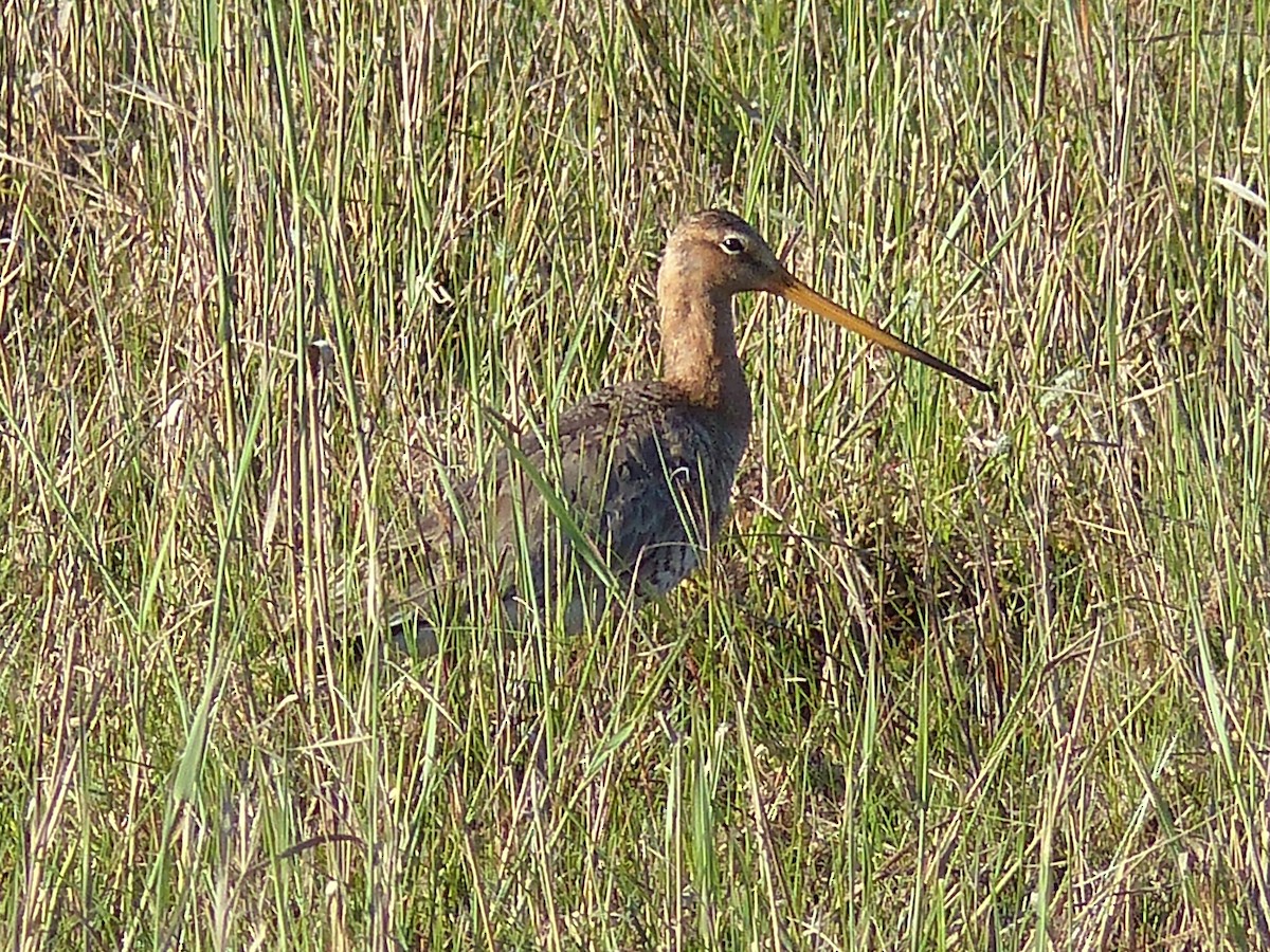 Black-tailed Godwit - ML619232939