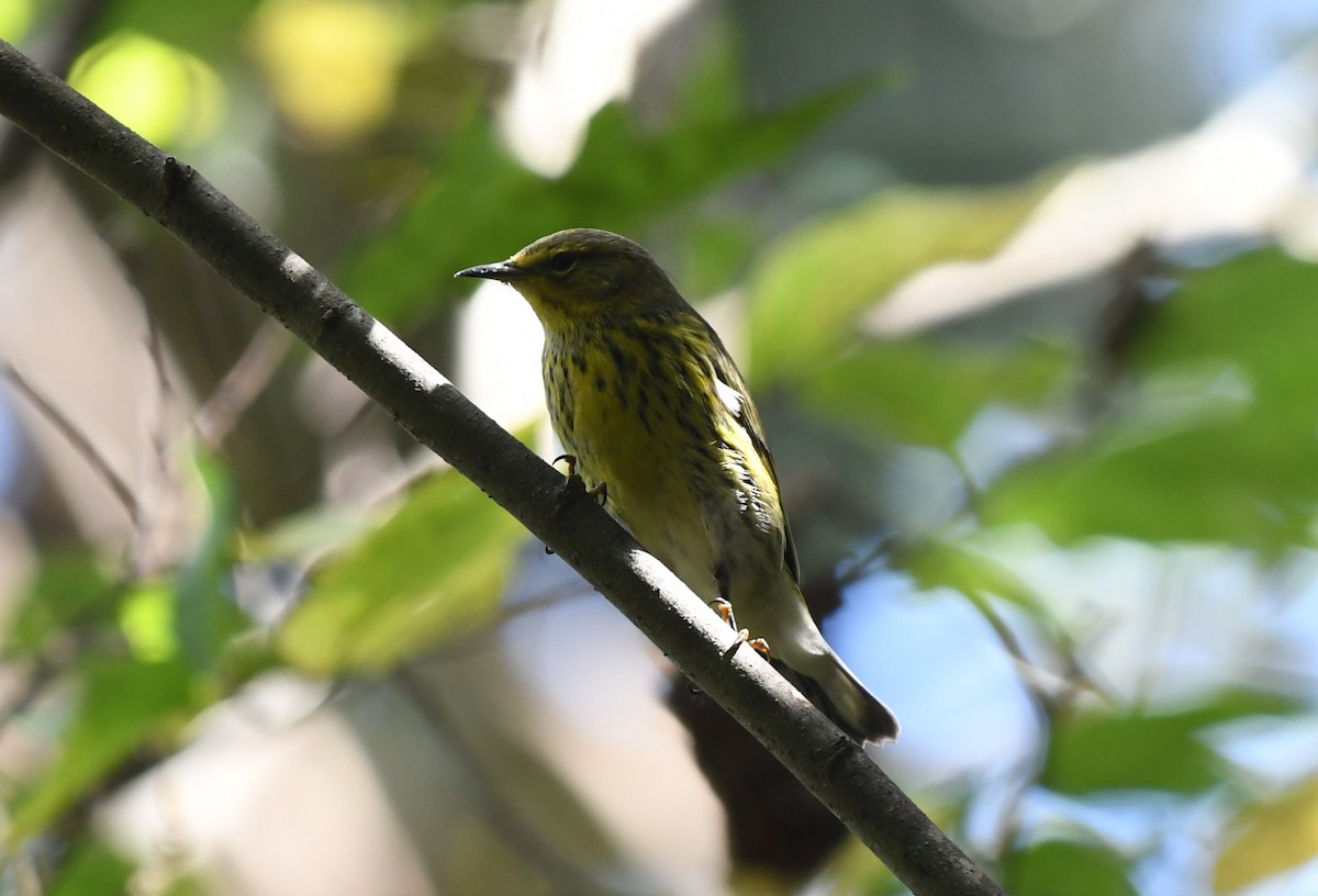 Cape May Warbler - ML619232945