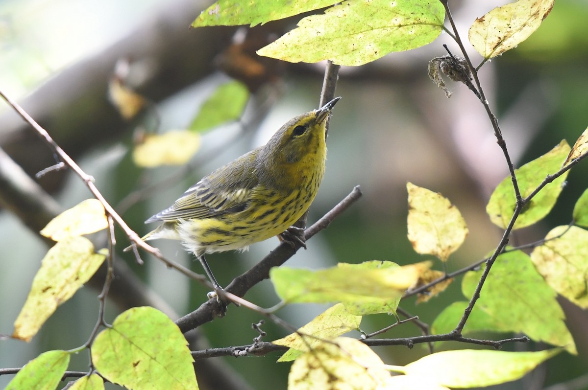 Cape May Warbler - ML619232946