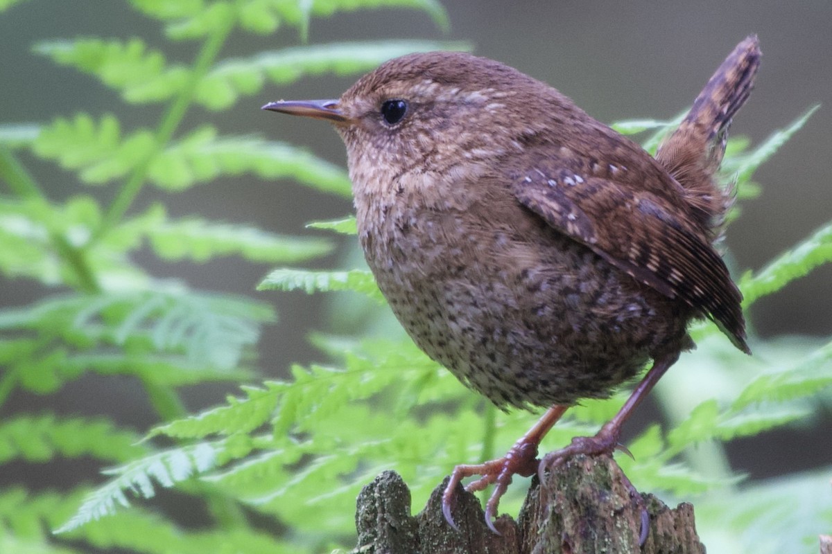 Pacific Wren - Becky Knight