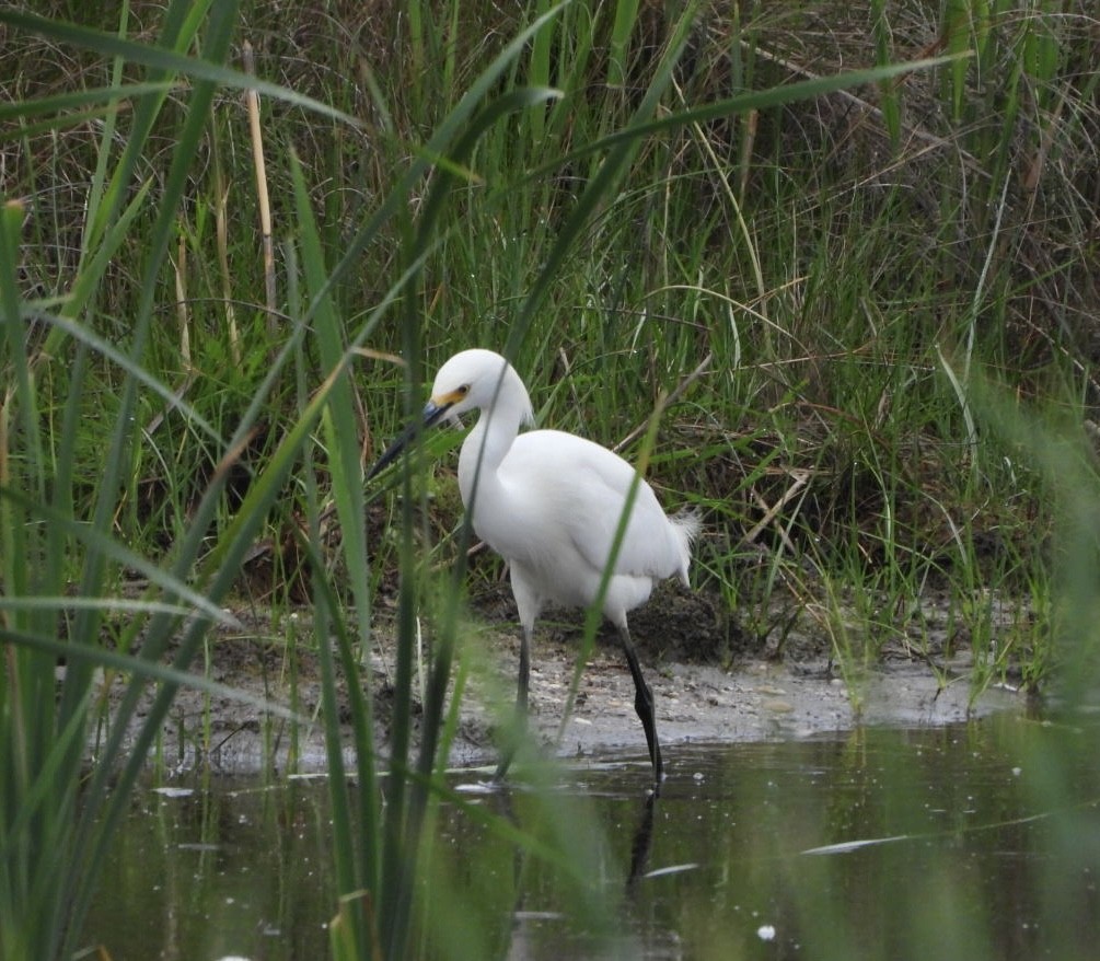 Snowy Egret - ML619233012