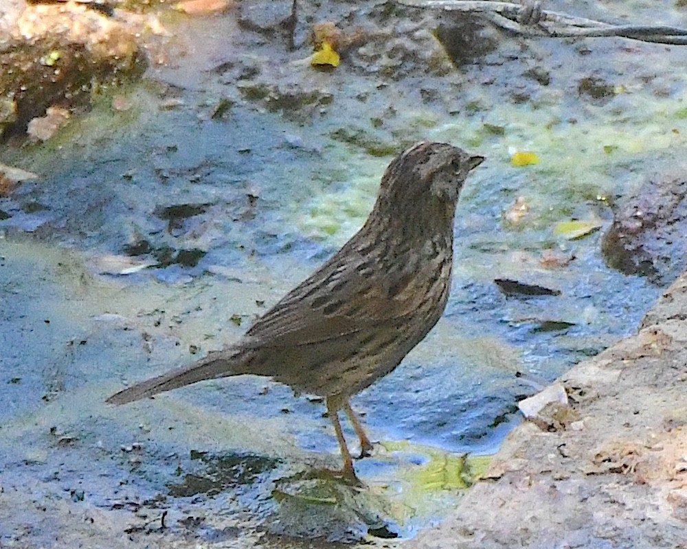 Lincoln's Sparrow - Ted Wolff