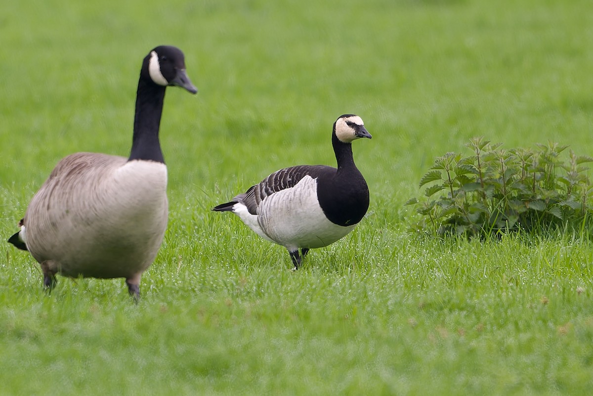 Barnacle Goose - ML619233021