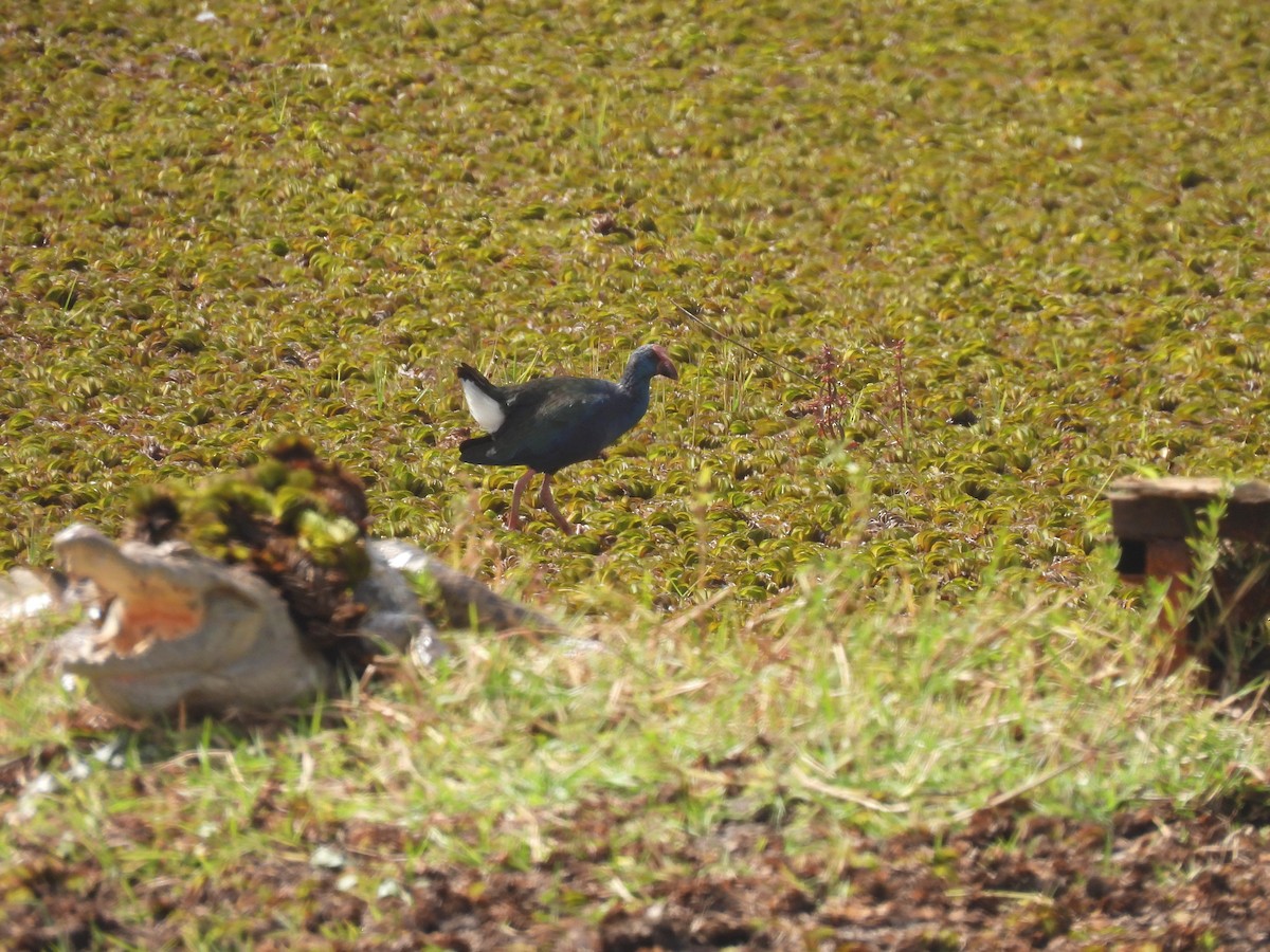 African Swamphen - ML619233025