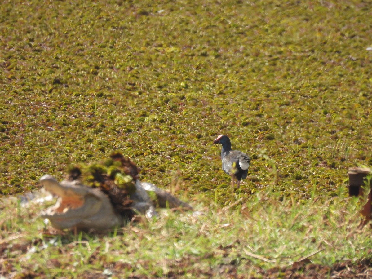 African Swamphen - ML619233026