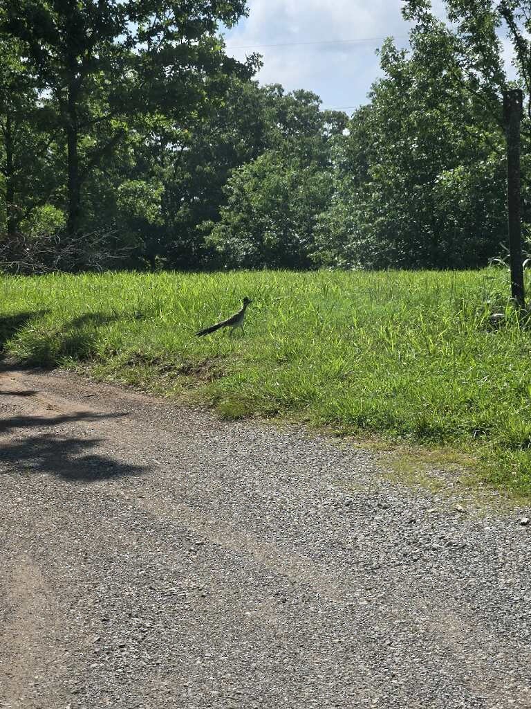 kukačka kohoutí - ML619233030