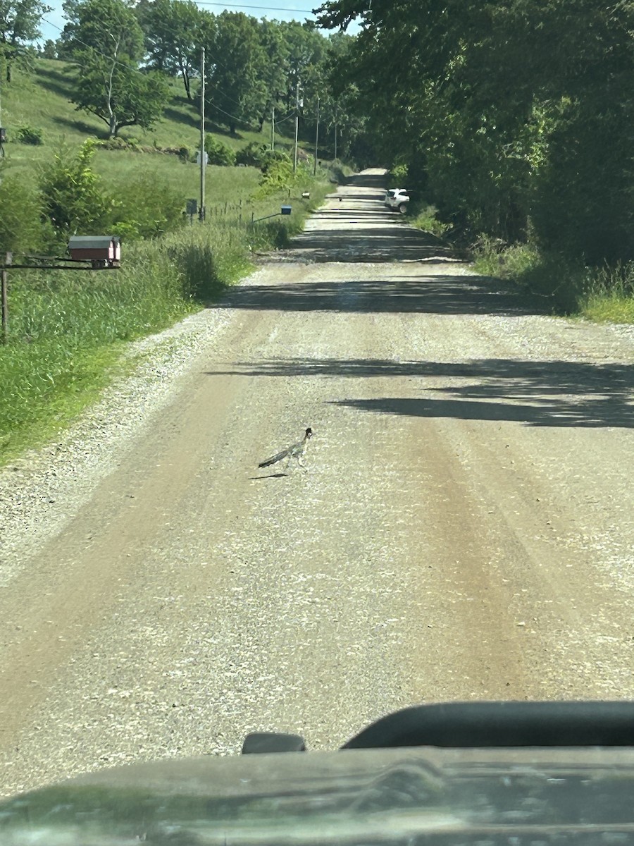 kukačka kohoutí - ML619233031