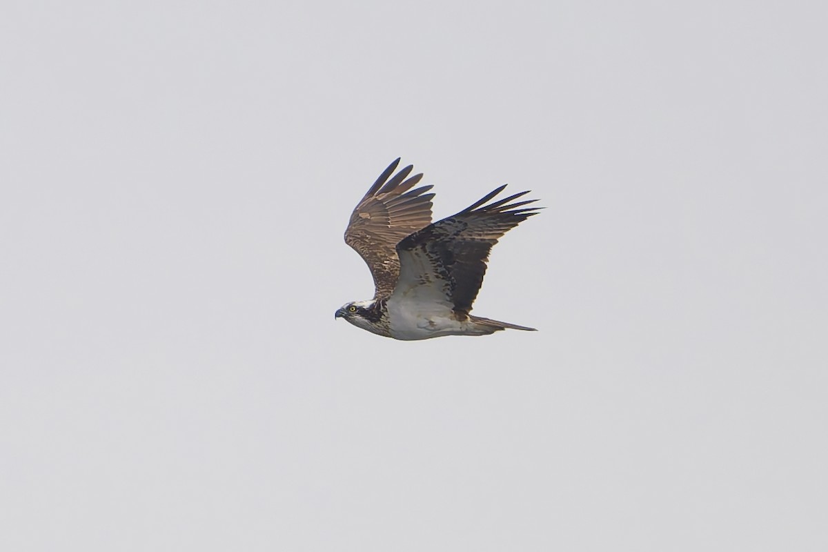 Águila Pescadora - ML619233042