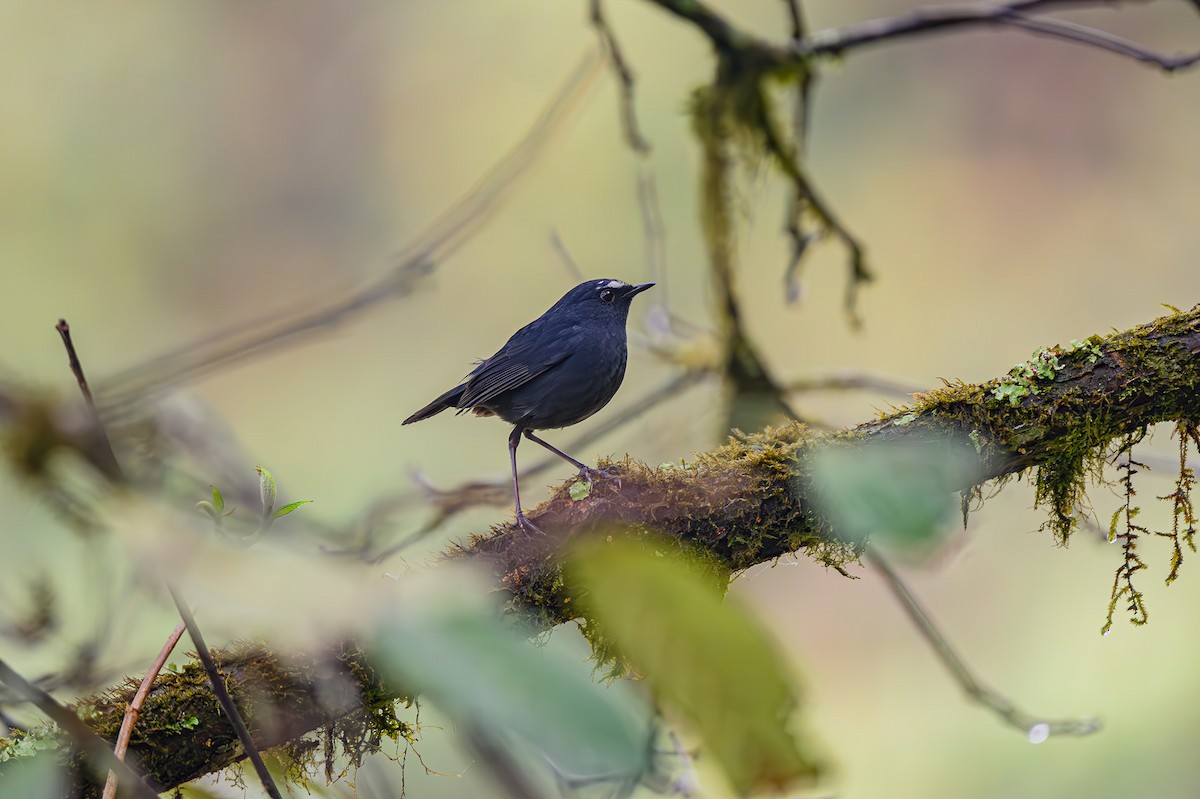 Himalayan Shortwing - Sudhir Paul