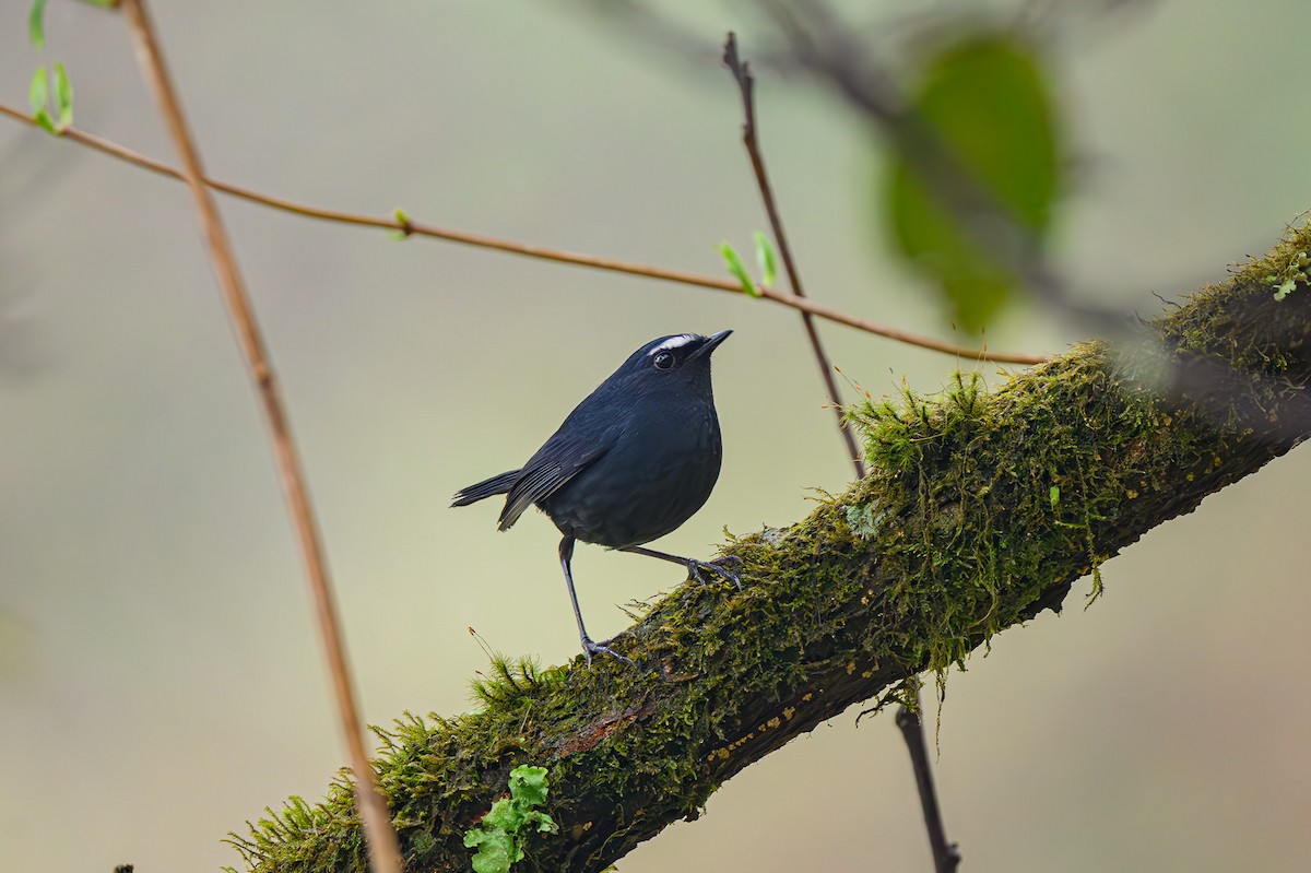 Himalayan Shortwing - Sudhir Paul