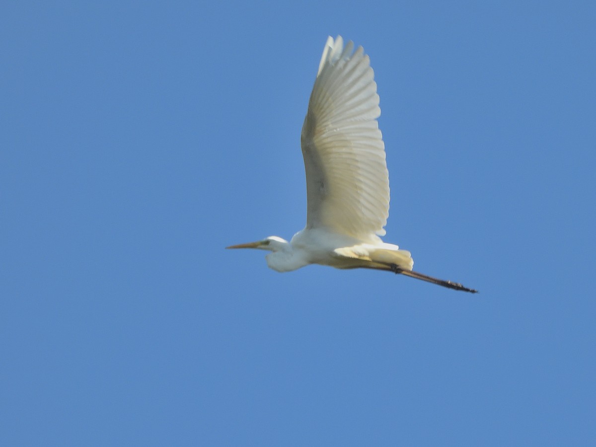 Great Egret - Antonio Tamayo