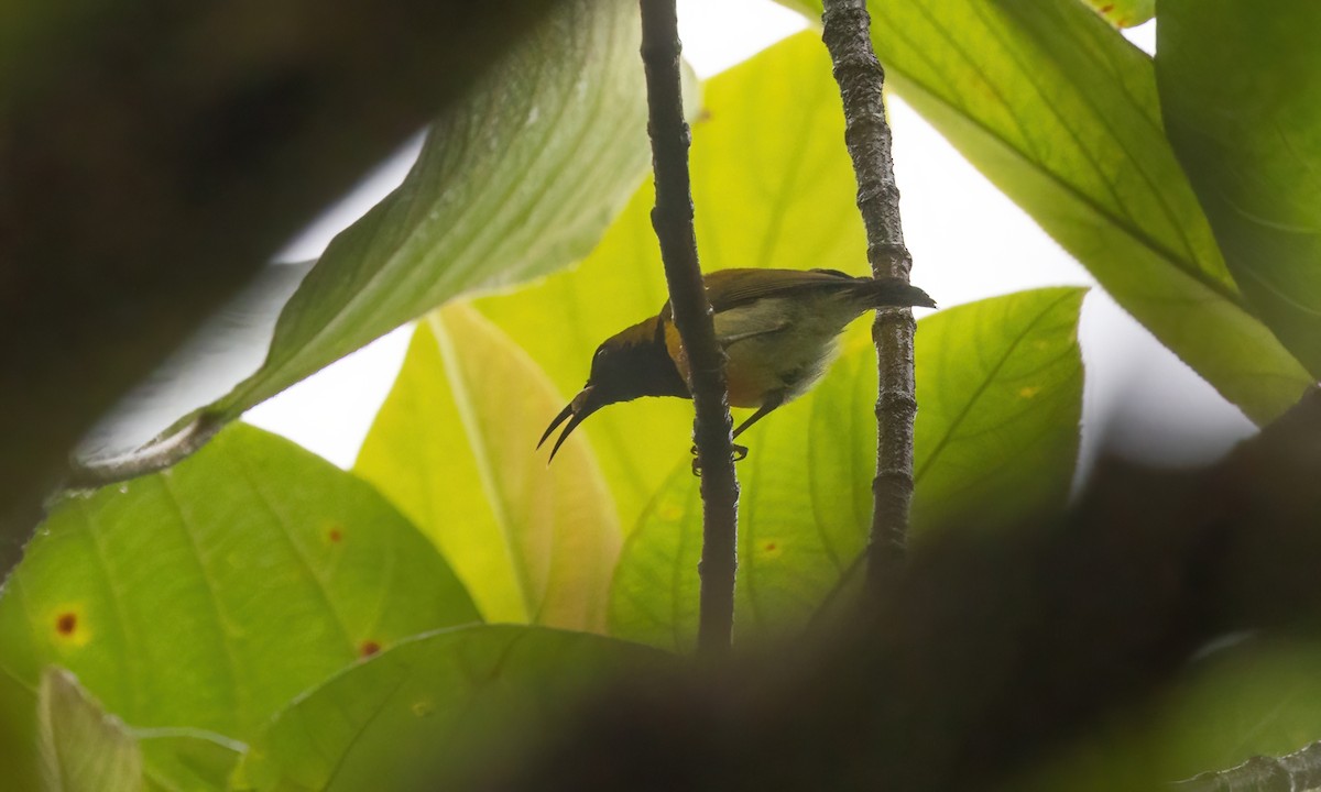 Flaming Sunbird - Paul Fenwick